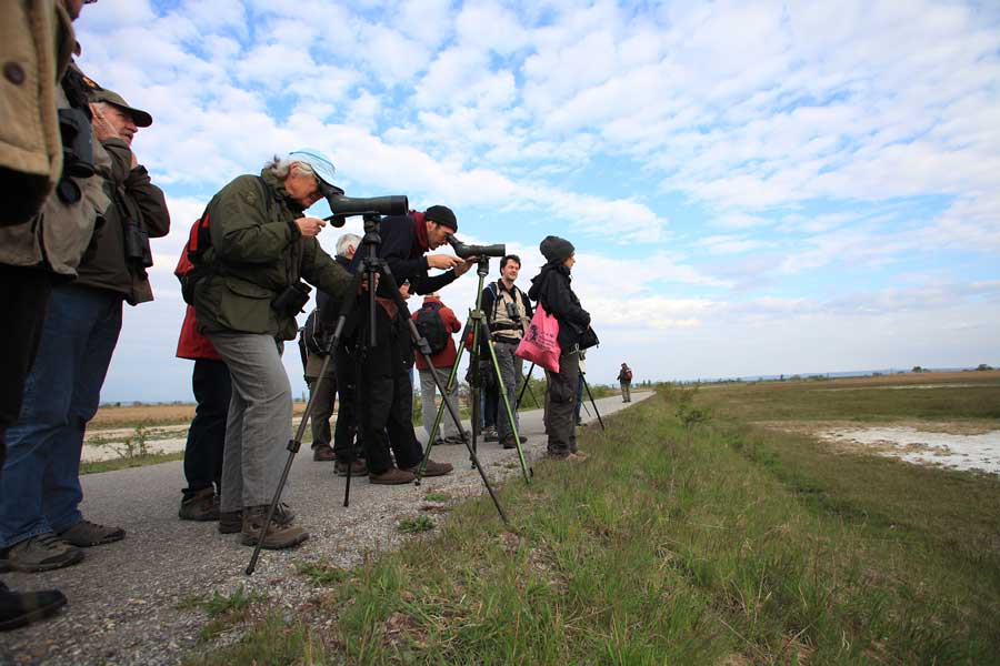 Nationalfeiertag wandern Nationalparks Austria Vogelbeobachtung Neusiedler See Seewinkel