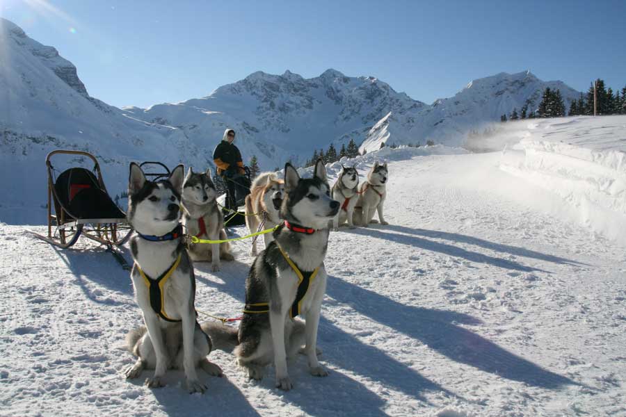 Familienurlaub in Vorarlberg mit dem Husky unterwegs