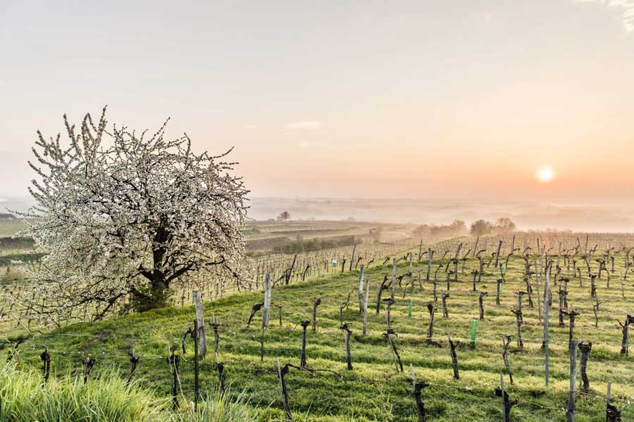 Frühlingshighlights in Niederösterreich Tourismus