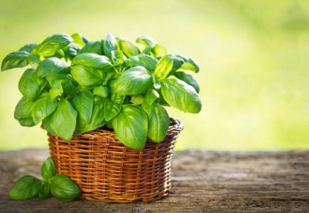 Foto: Wedl Italienische Spezialitäten für die Gastronomie