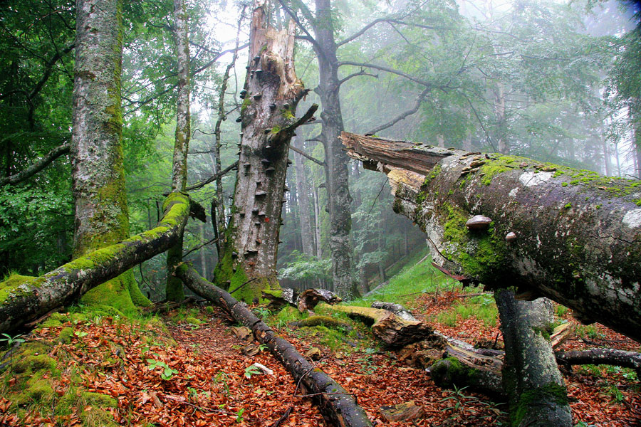 Natur entdecken im Nationalpark Kalkalpen