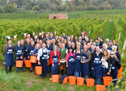 Insgesamt 1.250 Kilo Grüner Veltliner-Trauben wurden gelesen. Der Reinerlös von 5.000 Euro kommt dem Himmelschlüsselhof in Texing zugute.