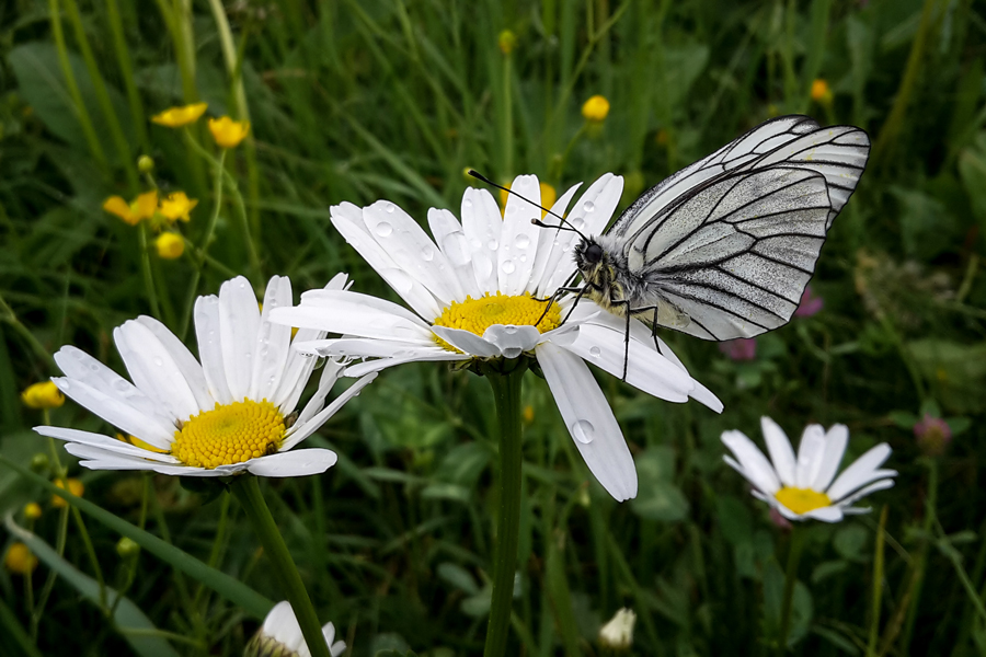 Wanderungen für Schmetterlingsfreunde in Tirol