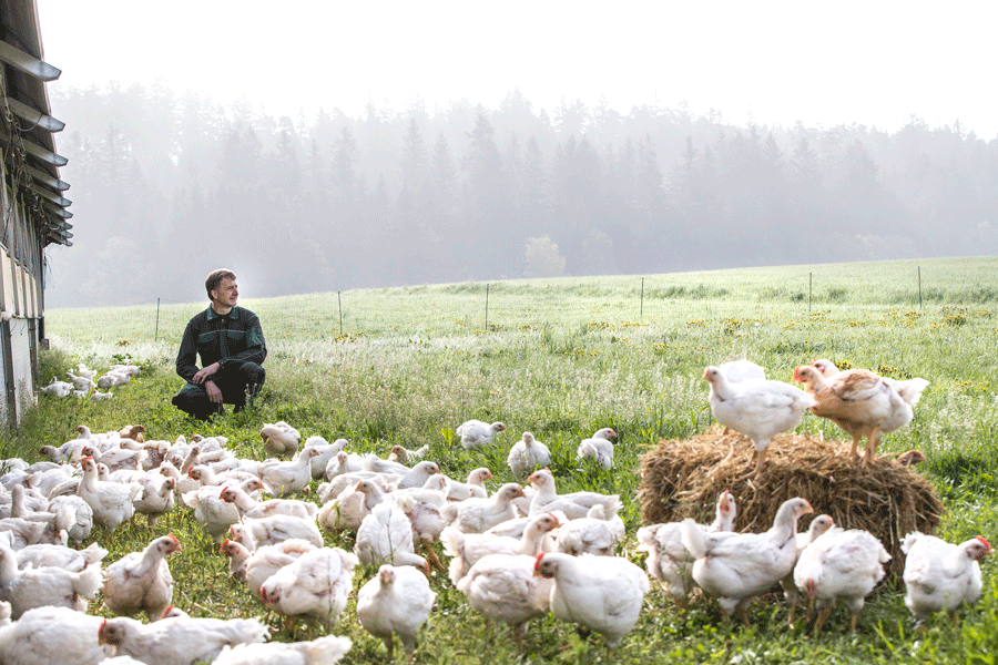 Waldviertler Freiland-Geflügel