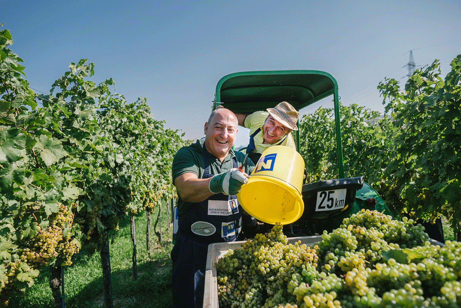 Zehnte Prominenten-Weinlese für den guten Zweck