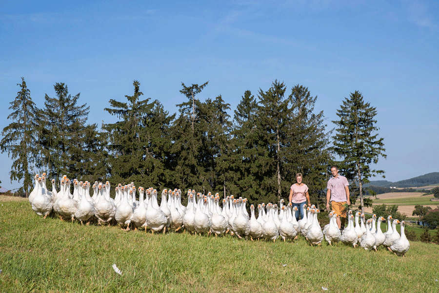 Michaela und Klaus Tiefenbacher halten rund 2.000 Weidegänse auf ihrem Hof in Eisengraberamt.