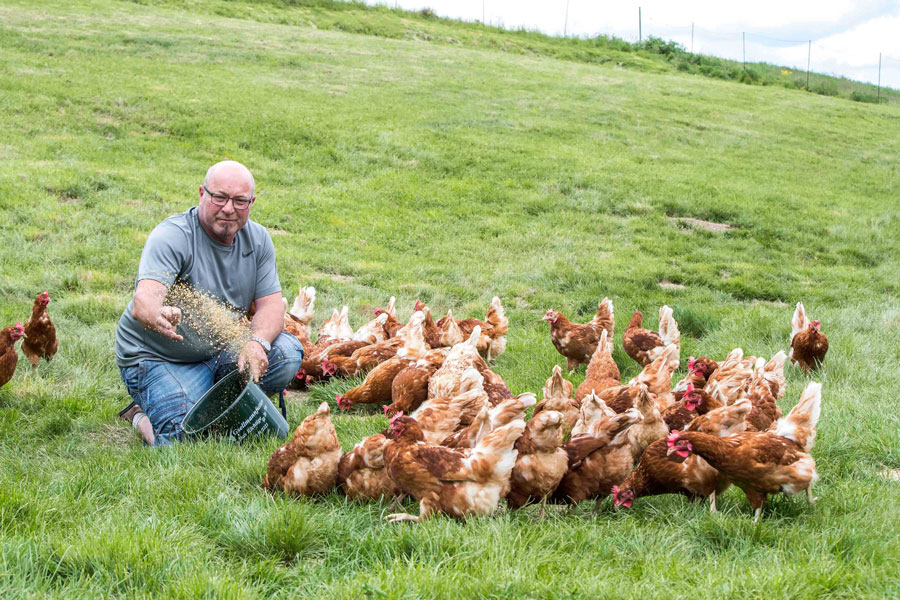 Foto: Transgourmet Freilandeier aus Österreich : Franz Breitenfelder stellte seinen Betrieb im Jahre 2010 von Milchvieh- auf Freilandhühnerhaltung um.