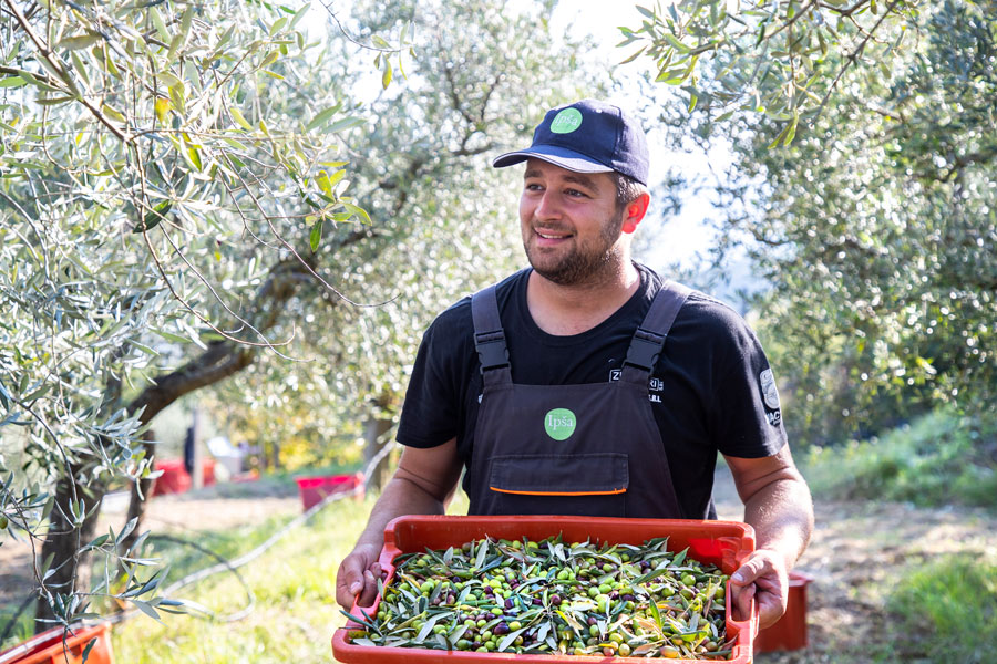 Bio-Olivenöl Istrien : Die Ernte erfolgt mit motorisierten Maschinen, mit denen die Olivensträucher geschüttelt werden. Die Früchte fallen auf die darunter ausgebreiteten Netze und werden danach eingesammelt.