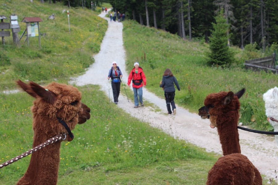 Foto: Scharfegger’s Raxalpen Resort Naturerlebnis für die ganze Familie Raxalpe