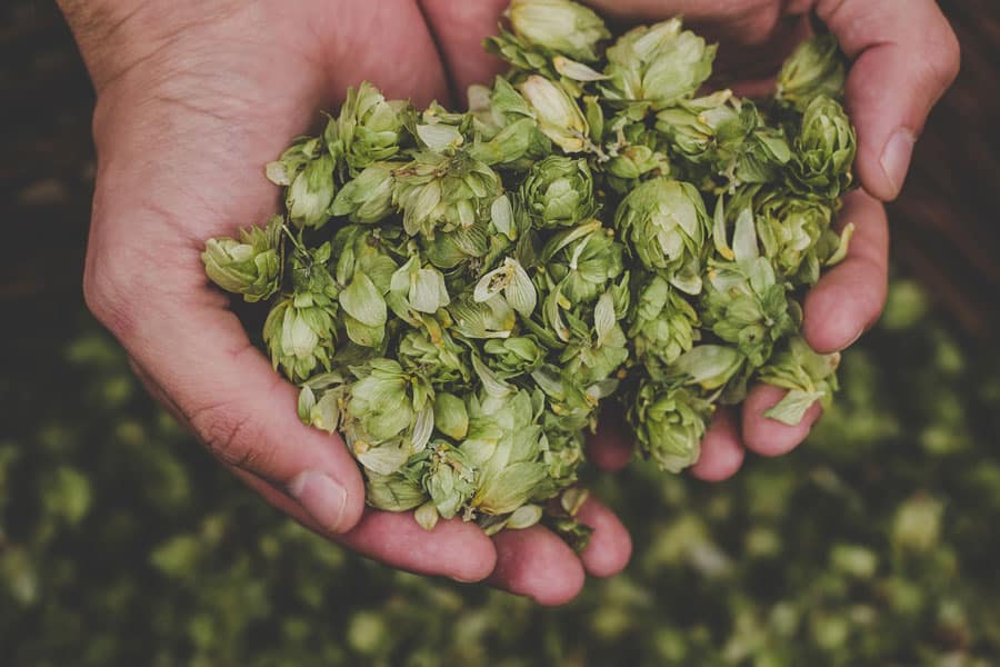 Hopfen, Wasser und Malz sind die Ingredienzen für gutes Bier.