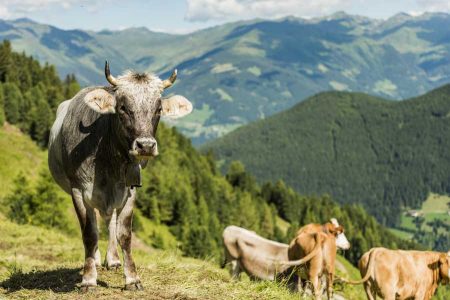 Rot-weiß-rote Qualität Heimisches Bio-Bergweiderind