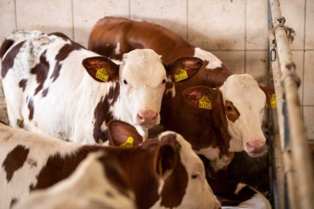 © BMLRT / Paul Gruber gegen verpflichtende Herkunftskennzeichnung Ob das Rindfleisch aus Österreich, Deutschland, Argentinien oder einer anderen Region kommt, wollen die meisten Gastronomen flexibel entscheiden können.