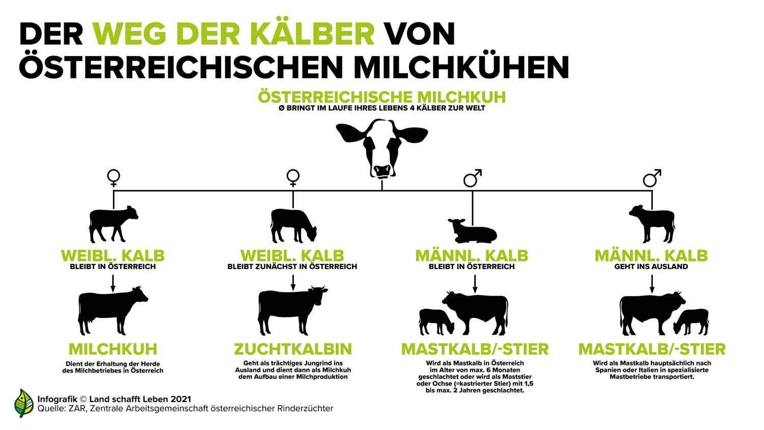 „Kalb Rosé“: Milchrassekälber verbleiben in Österreich