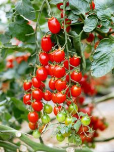 Tomaten in der Küche