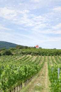 Weinernte 2021 Österreichs Weingärten halten sich bereit für die Ernte. 