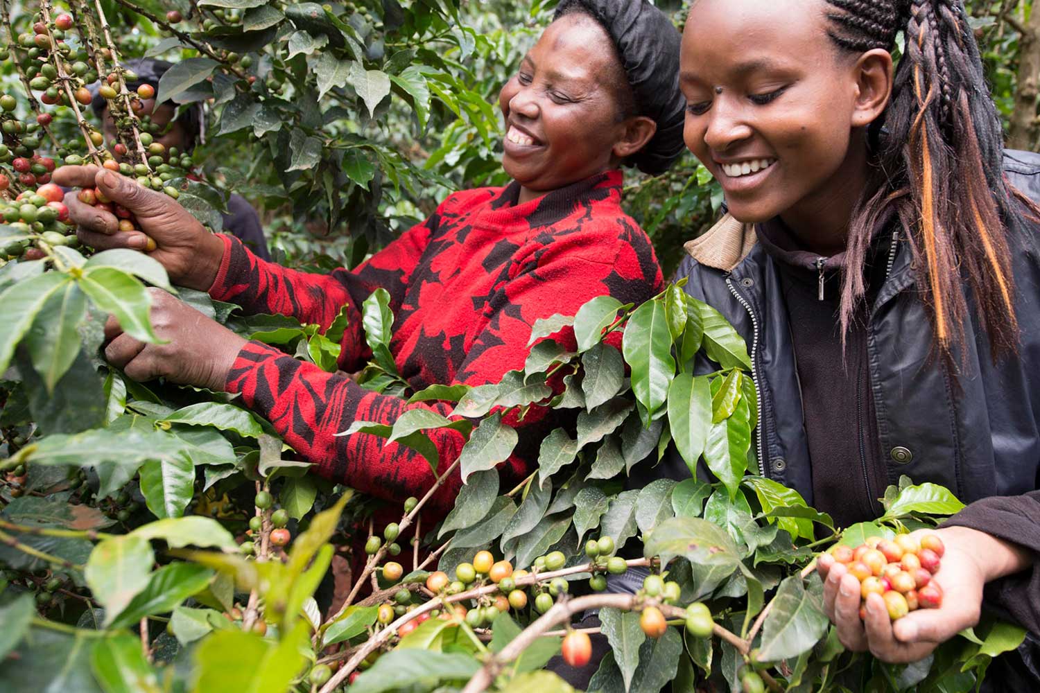 Globale Kaffee-Nachhaltigkeitsprogramme In den letzten Jahren hat Nestlé 15.000 Frauen in Ostafrika Wissen über gute landwirtschaftliche Praktiken, Finanzkompetenz und Führungsqualitäten vermittelt. Mit ihren neuen Fähigkeiten können diese Frauen ihr Einkommen verbessern. Größere finanzielle Unabhängigkeit stärkt nicht nur die Frauen selbst, sondern ist auch wegweisend für Mädchen und Frauen in der Zukunft.