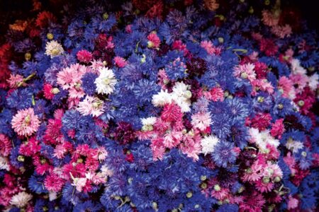 Alpine Blumenpracht - Aktuelles - Die volle Farbenpracht aus Südtirol
