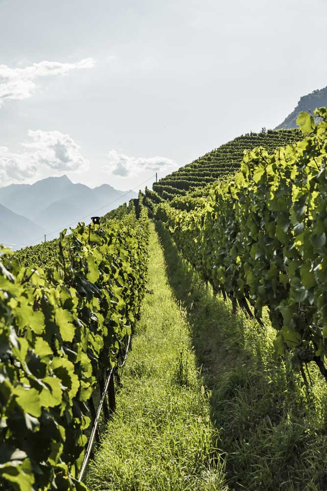 Endlose Weinhänge, wie hier in Naturns, sind der Kontrast zu den schroffen Berghängen. Fotos: IDMSüdtirol Wein / Tiberio Sorvillo