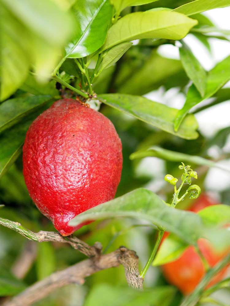 Zitronen, die würzende Erfrischung - Food - rote zedratzitrone2