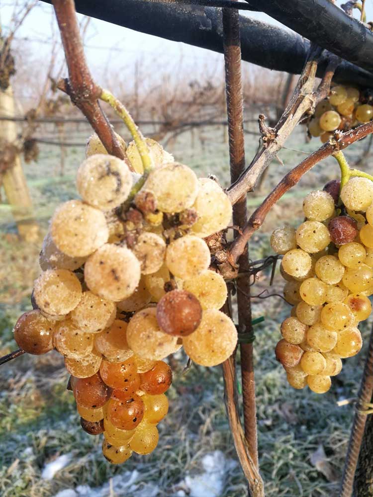 österreichische Weinlese Die gefrorenen Trauben am Stock bei der Eisweinlese des Weingutes Hafner.