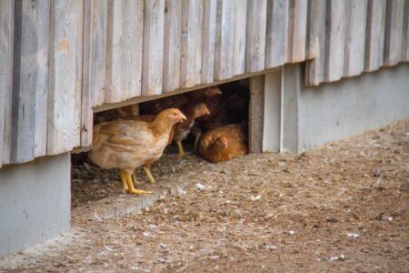 Geflügelfleisch Biologisch gehaltene Hühner haben mehr Platz als konventionelle und müssen außerdem Zugang zu einem Auslauf haben.