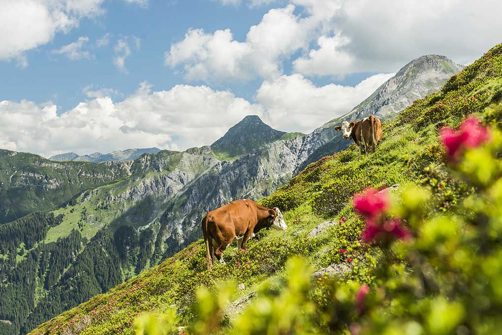 Das Beste für die Gastronomie Milch aus Österreich: Der Anteil an heimischen Milch- und Molkereiprodukten wurde bei Transgourmet auf 61,5 Prozent gesteigert.